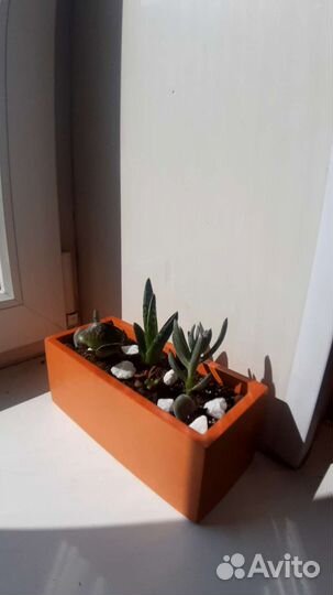 Флорариум суккуленты