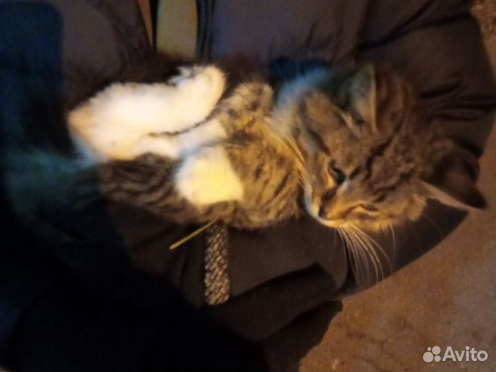 Бедный котёнок умирает от холода заберите его