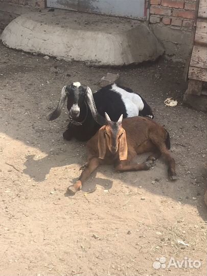 Англо нубийские козы дойные с козлятами