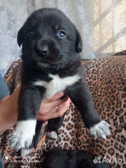 Собака в добрые руки щенок