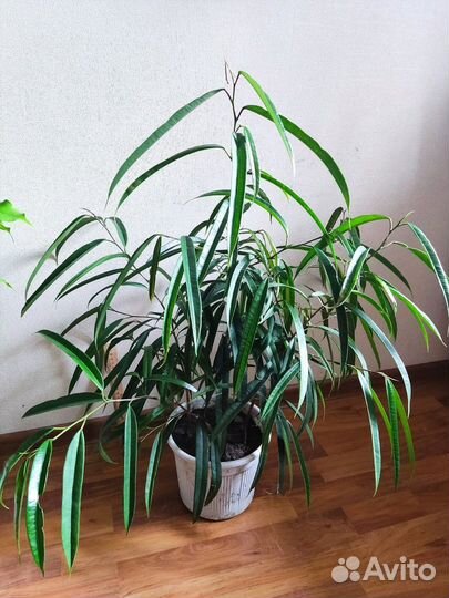 Фикусы Али, Комнатные растения