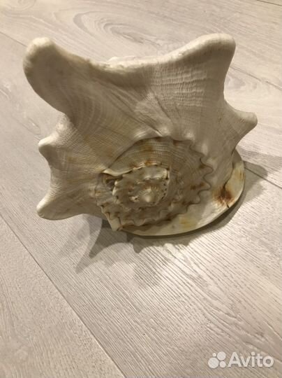 Большая ракушка