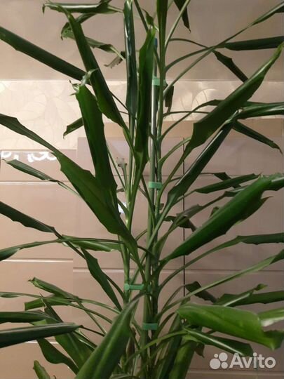 Пальма драцена