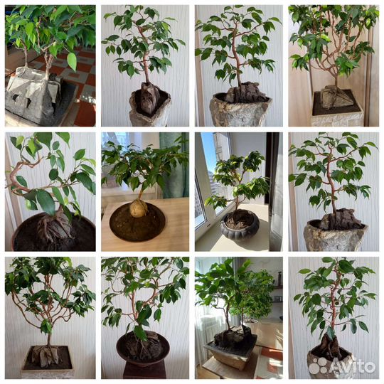 Комнатные цветы 