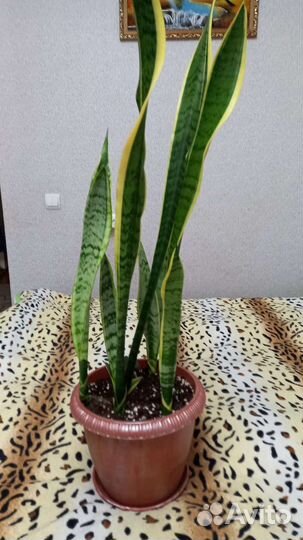 Сансевиерия