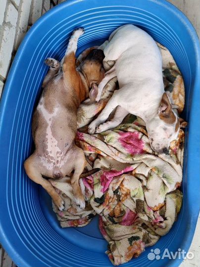 Стаффордширский бультерьер