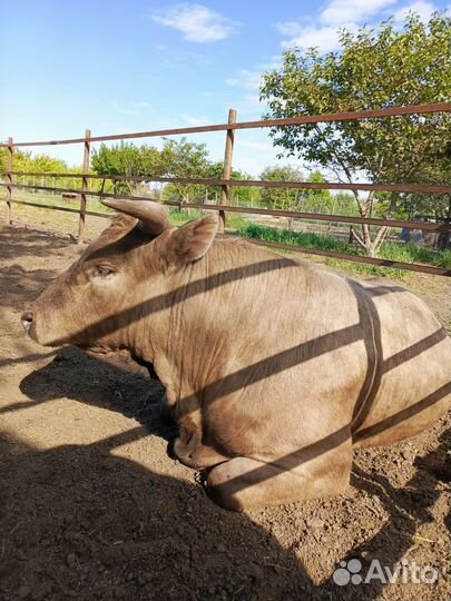 Быки на племя