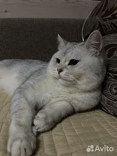 Серебристая шиншилла