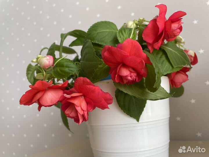 Бальзамин махровый