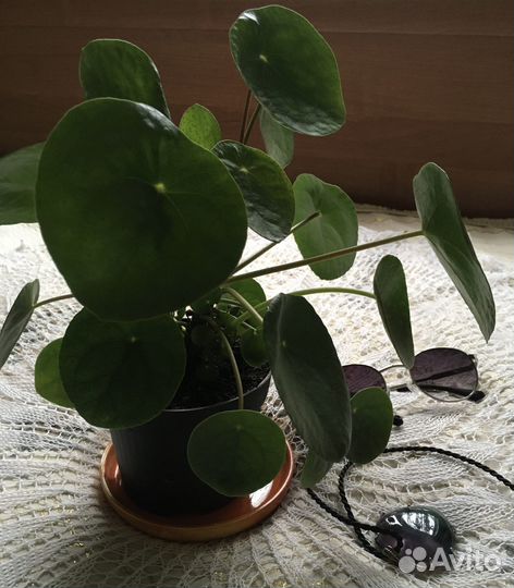 Комнатные цветы