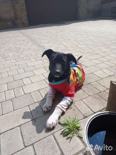 Щенок собака