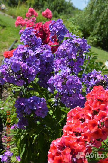 Флоксы сортовые