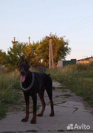 Выгул и дрессировка собак