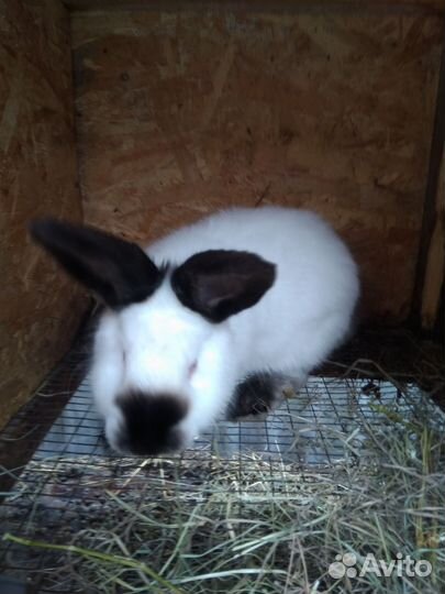 Кролики на племя