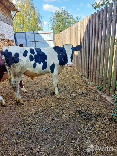 Телята бычки