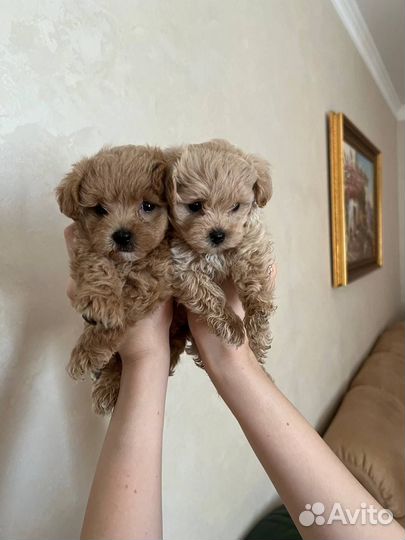 Мальтипу Ф1 премиум