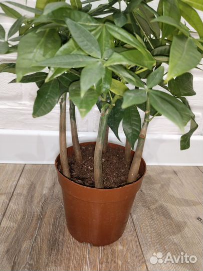 Пахира акватика комнатные растения цветы