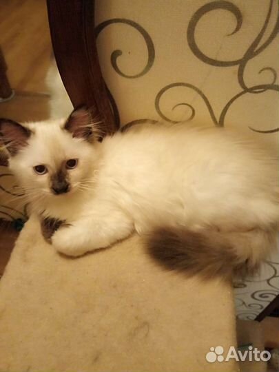 Котята тайские