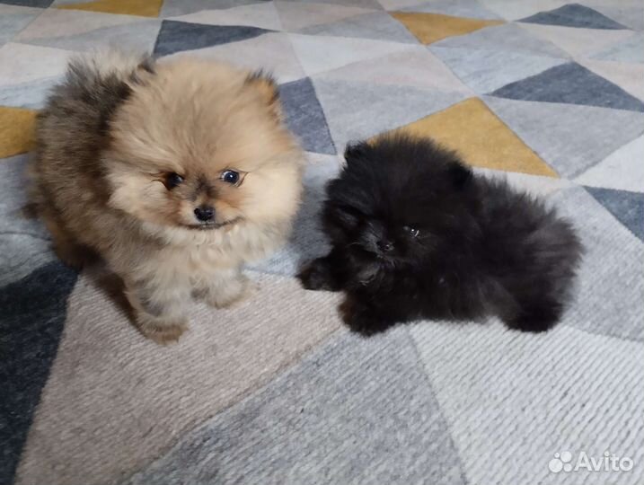 Шпиц. Доставка. Мишки Бу