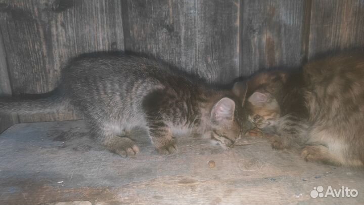 Кошка мурка