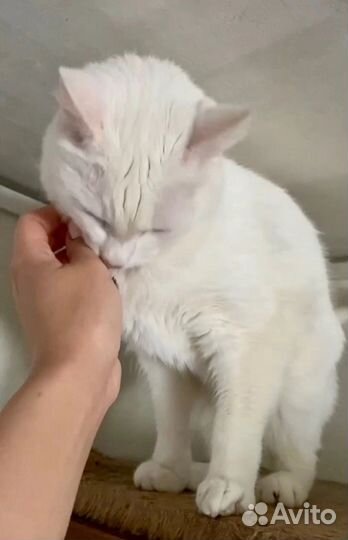 Котик Снежок в добрые руки