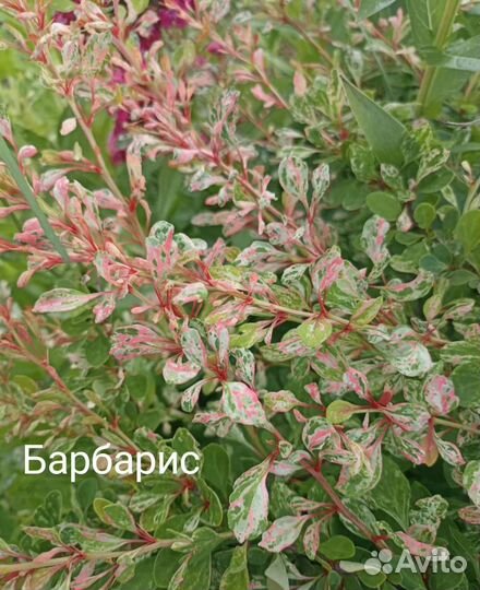 Семена из своего сада