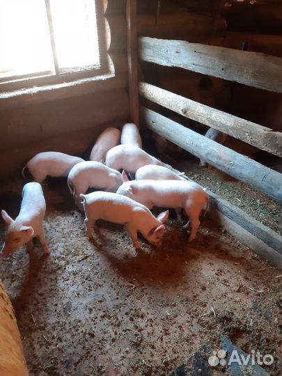 Продам поросят