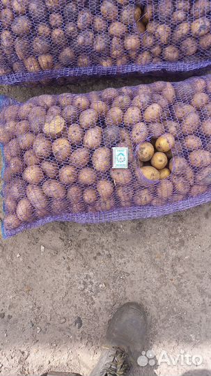 Бюджетным картофель сорт гала