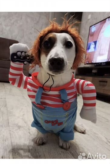 Костюм для собаки новый