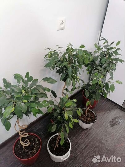 Фикус бенджамина плетеный