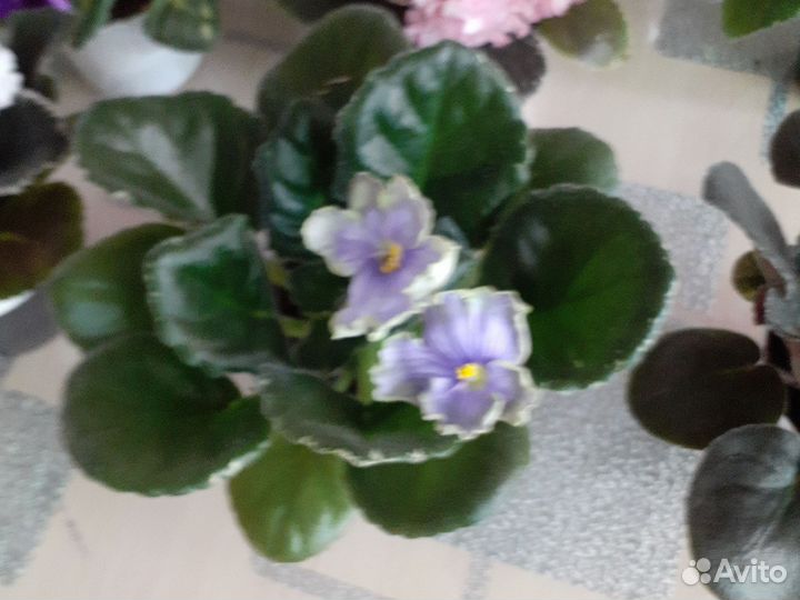 Фиалки сортовые