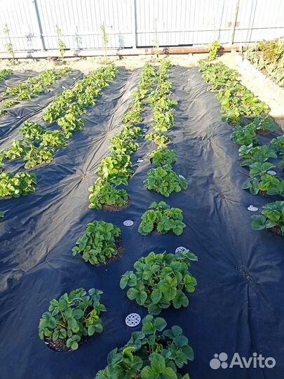 Рассада клубники