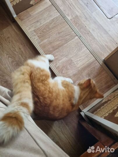 Котик в добрые руки