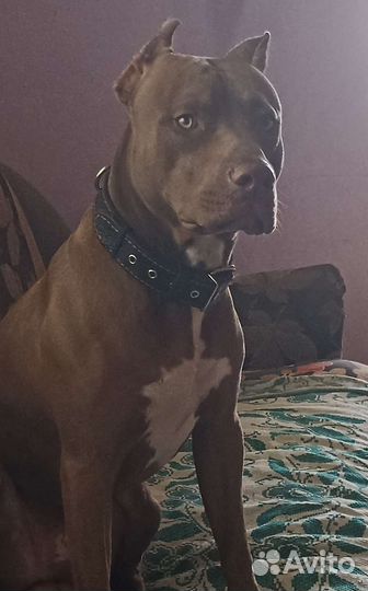 Американский питбуль