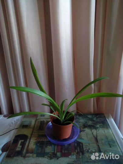 Хлорофитум