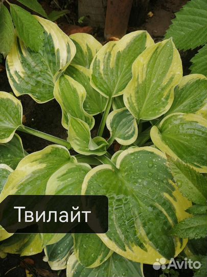 Садовые растения