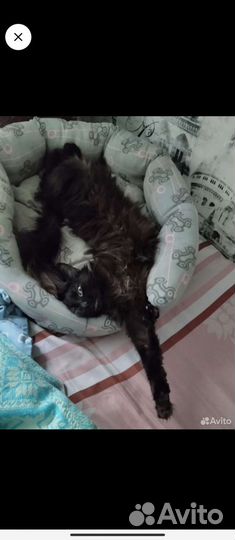 Кошечку в добрые руки