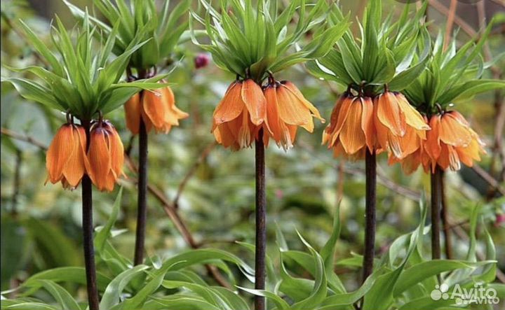 Рябчик императорский