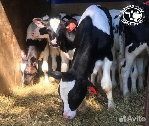 Телята бычки