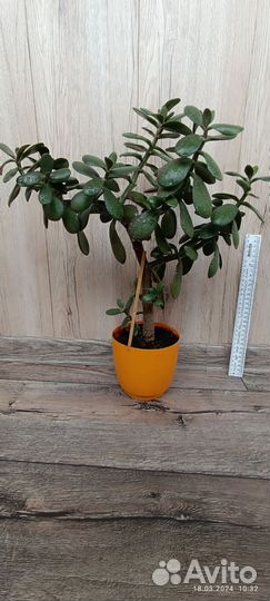 Красула хоббит