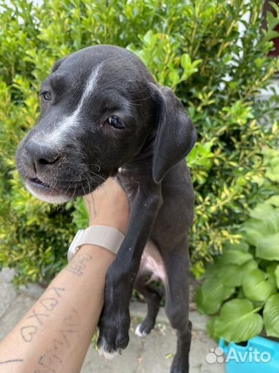 Щенки питбуля