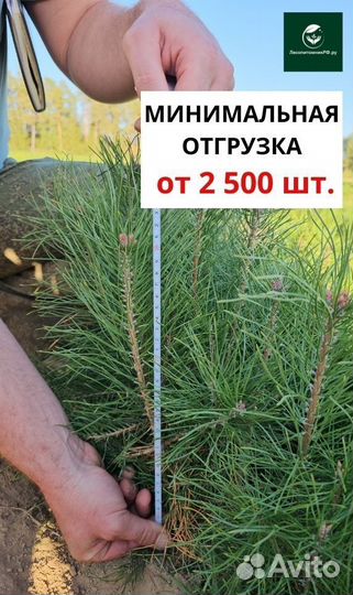 Саженцы ели европейской окс от производителя