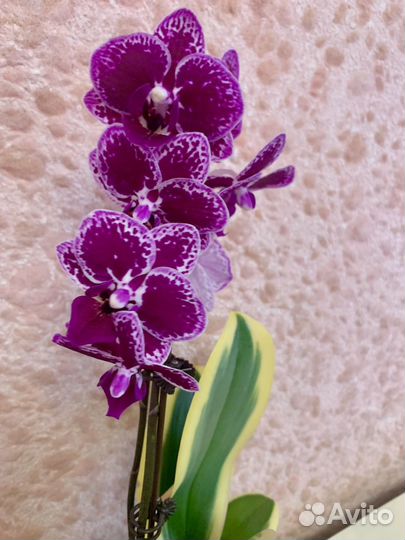 Орхидея Cnia E Yenlin