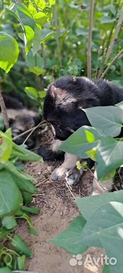 Щенки дворняшки мальчик