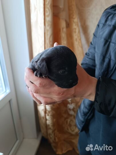 Щенок в добрые руки