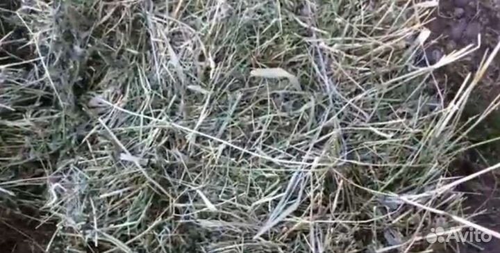 Сено луговое в тюках 2023год