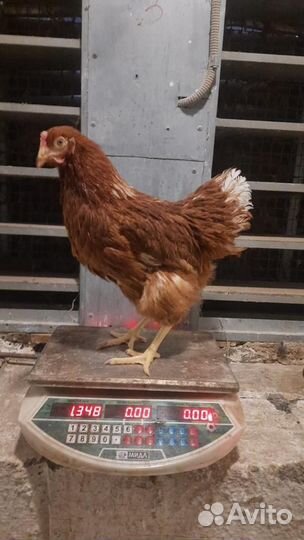 Куры молодки несушки