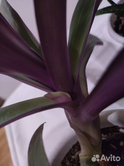 Цветок с горшком