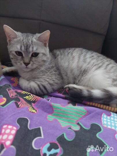 Котёнок в дар