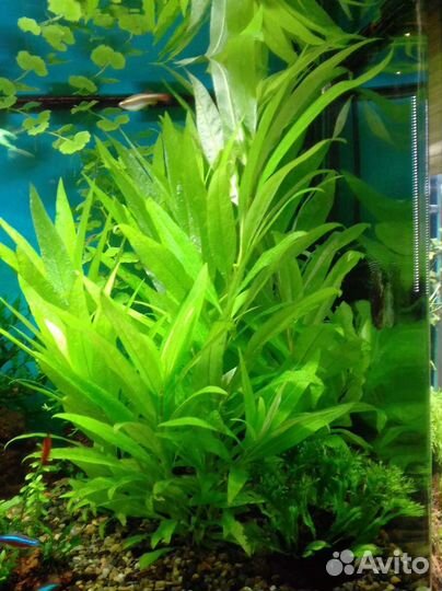 Аквариумные растения